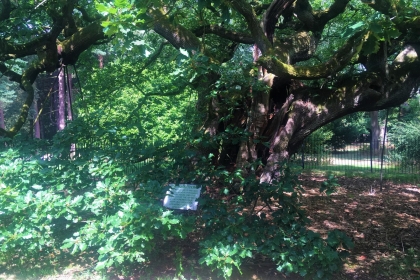 An old Oak Tree pictured in Calderstones Park