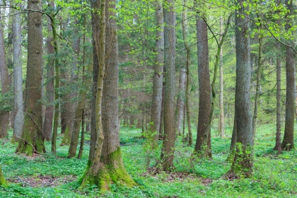 Greenery of Trees in Forest