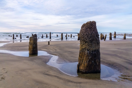 Submerged Tree Trunks Exposed During Tide
